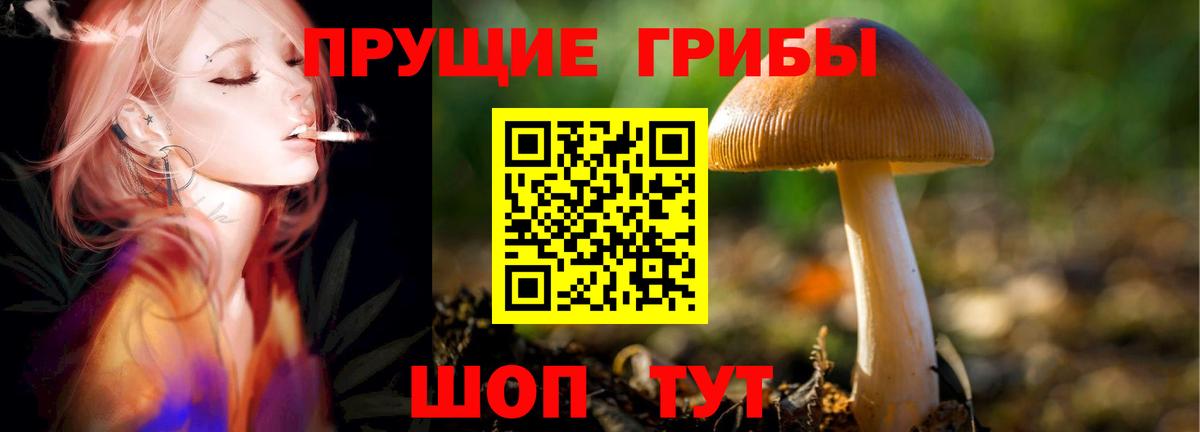 Галлюциногенные грибы Psilocybe Псков